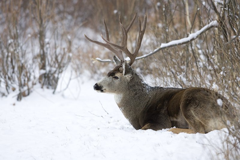 ©TC-Mule Deer Buck-Snow-D00190-00789.jpg :: 5x6 Trophy Mule Deer Buck bedded at the edge of open timber brush with fresh snow on the ground