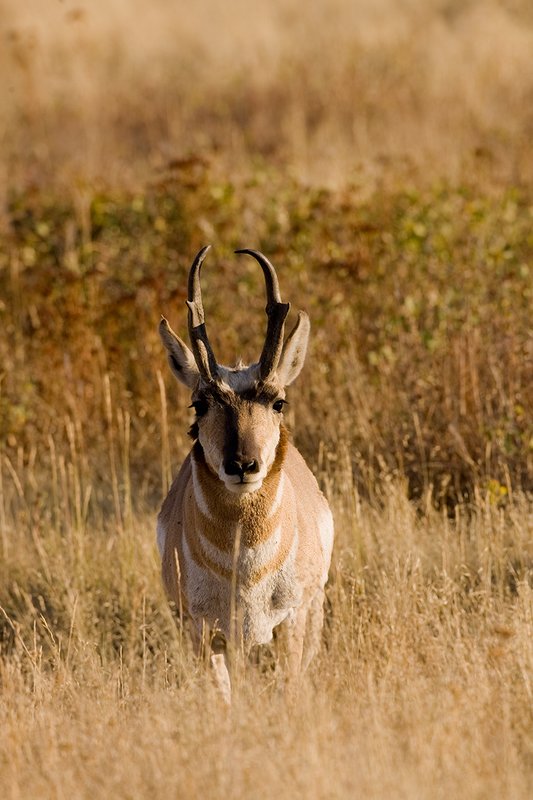 ©TC-Pronghorn Bucks-D00760-00005.jpg