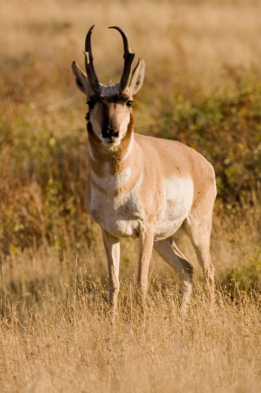 ©TC-Pronghorn Bucks-D00760-00012.jpg