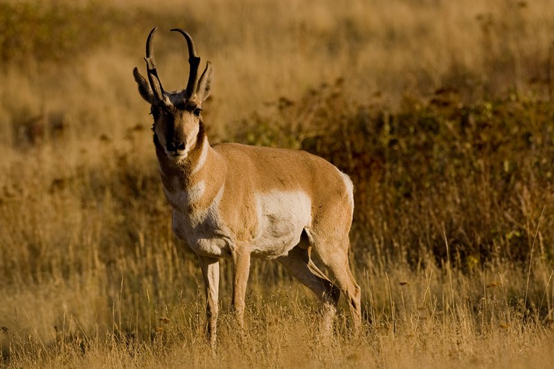 ©TC-Pronghorn Bucks-D00760-00026.jpg