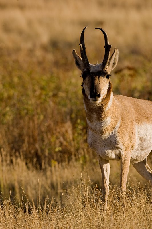 ©TC-Pronghorn Bucks-D00760-00032.jpg