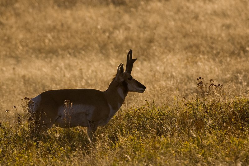 ©TC-Pronghorn Bucks-D00760-00036.jpg