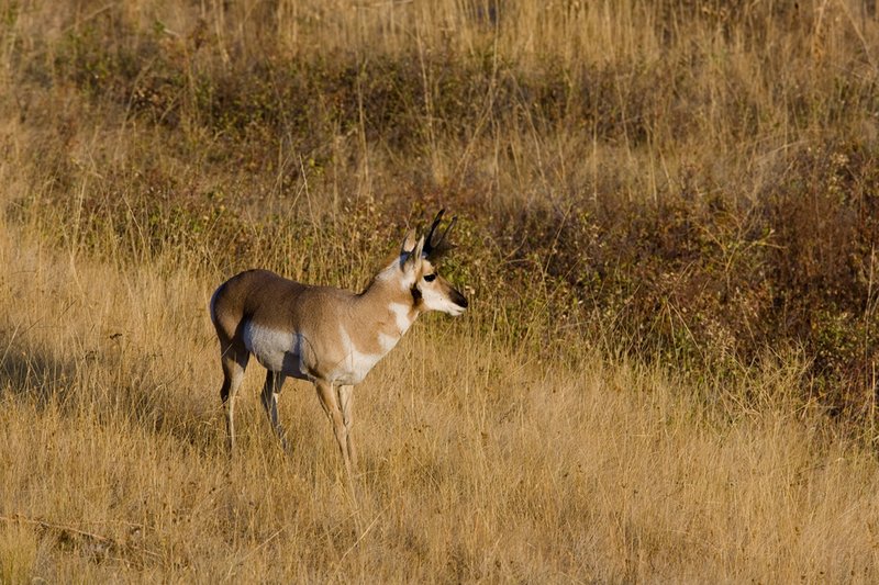 ©TC-Pronghorn Bucks-D00760-00039.jpg