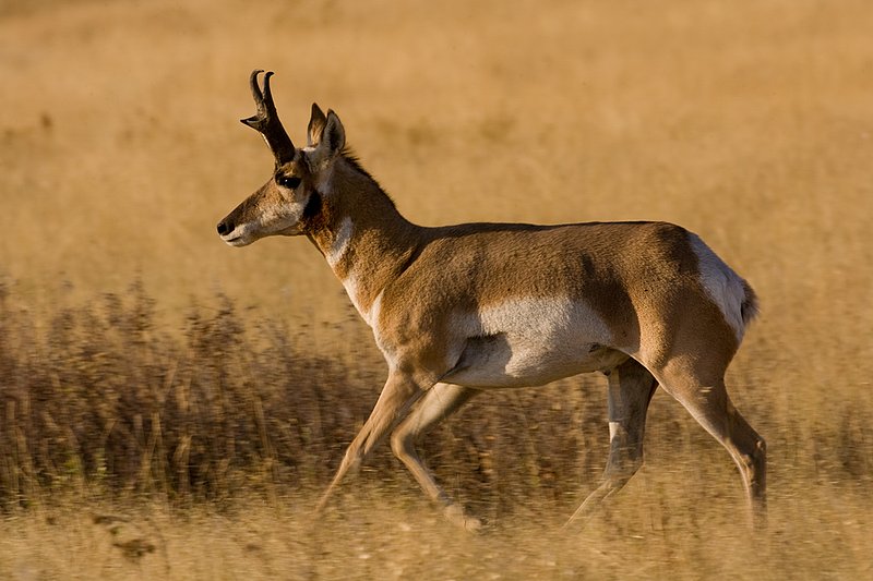 ©TC-Pronghorn Bucks-D00760-00065.jpg
