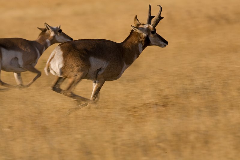 ©TC-Pronghorn Bucks-D00760-00066.jpg