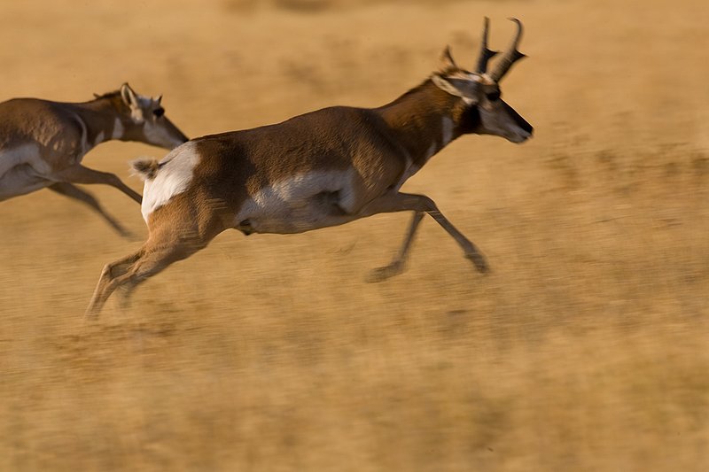 ©TC-Pronghorn Bucks-D00760-00067.jpg