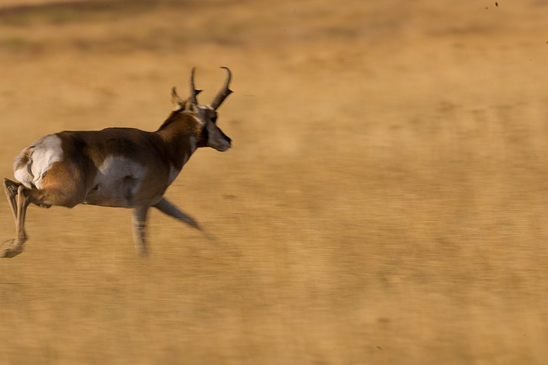 ©TC-Pronghorn Bucks-D00760-00068.jpg