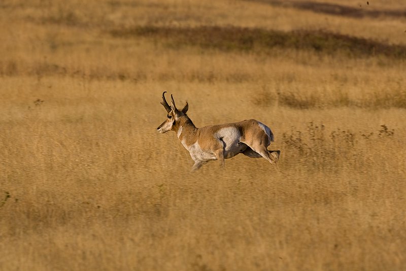 ©TC-Pronghorn Bucks-D00760-00072.jpg