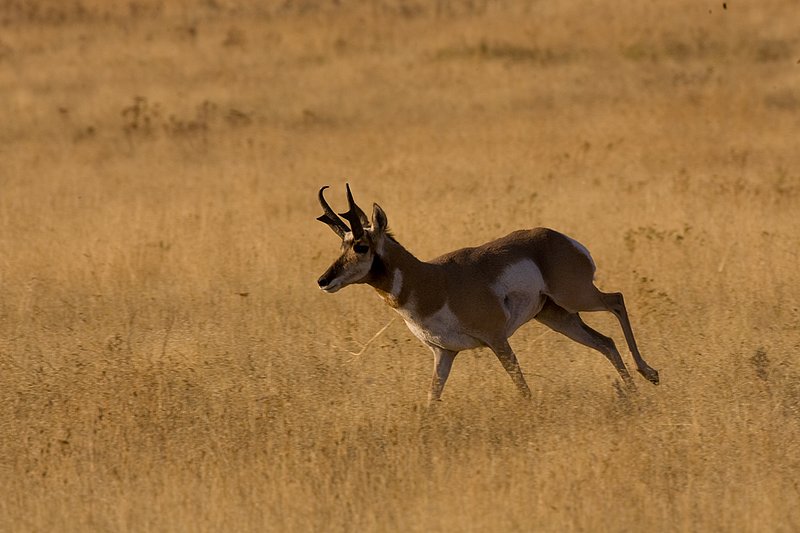 ©TC-Pronghorn Bucks-D00760-00074.jpg