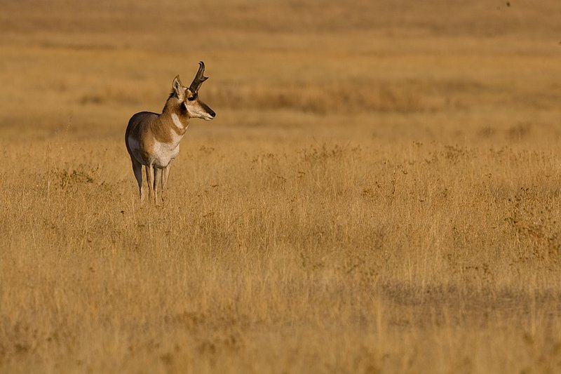 ©TC-Pronghorn Bucks-D00760-00076.jpg