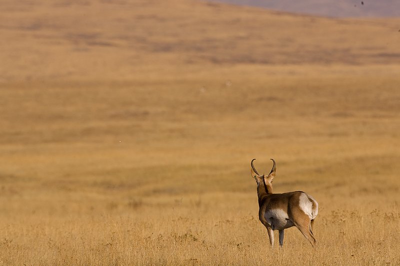 ©TC-Pronghorn Bucks-D00760-00077.jpg