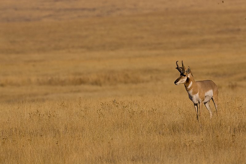 ©TC-Pronghorn Bucks-D00760-00082.jpg