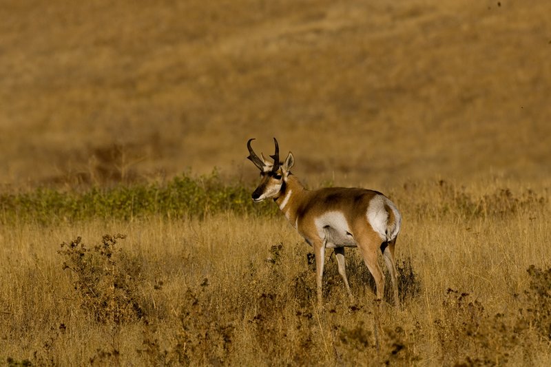 ©TC-Pronghorn Bucks-D00760-00092.jpg