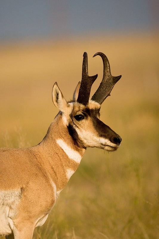 ©TC-Pronghorn Bucks-D00760-00566.jpg :: Pronghorn Antelope Buck (head/shouder shot ) staninding alertly on grassland prairie
