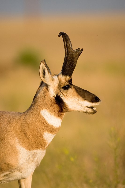 ©TC-Pronghorn Bucks-D00760-00570.jpg :: Pronghorn Antelope Buck (head/shouder shot ) staninding alertly on grassland prairie