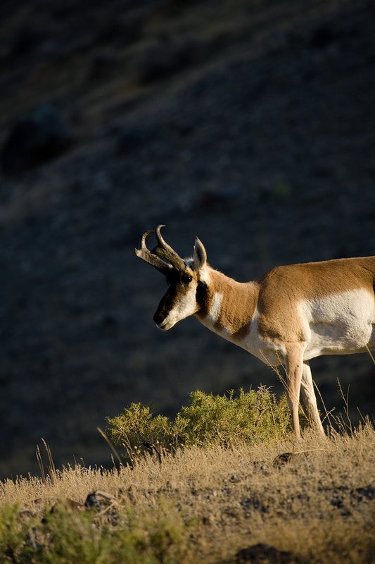 ©TC-Pronghorn Bucks-D00760-00770.jpg :: Pronghorn Antelope Buck standing on crest of ridge with shawdowed ridge behind him