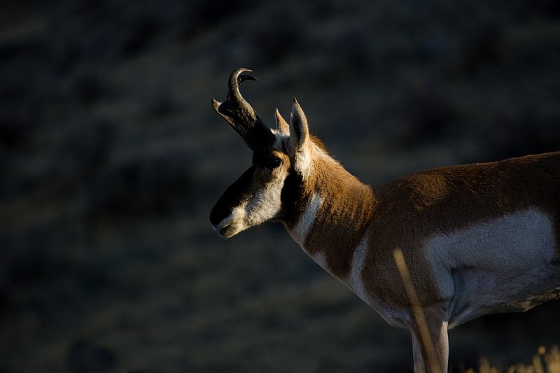 ©TC-Pronghorn Bucks-D00760-00773.jpg :: Pronghorn Antelope Buck standing on crest of ridge with shawdowed ridge behind him