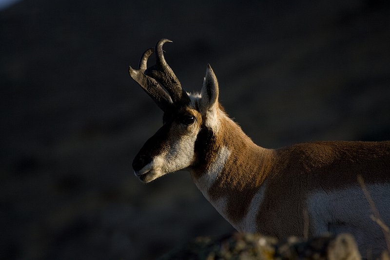 ©TC-Pronghorn Bucks-D00760-00779.jpg :: Pronghorn Antelope Buck standing on crest of ridge with shawdowed ridge behind him