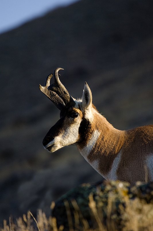 ©TC-Pronghorn Bucks-D00760-00785.jpg :: Pronghorn Antelope Buck standing on crest of ridge with shawdowed ridge behind him