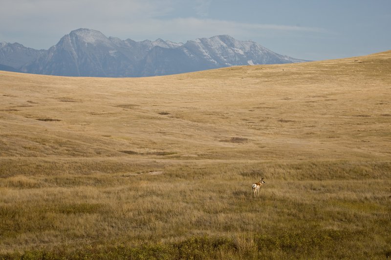 ©TC-Pronghorn Bucks-D00760-00792.jpg :: Pronghorn Antelope Buck standing in the midst of big priarie with mountains in background