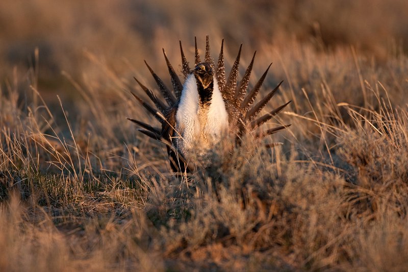 ©TC-Sage Grouse-D00432-00064.jpg :: Sage Grouse male displaying in spring mating season on lek.
