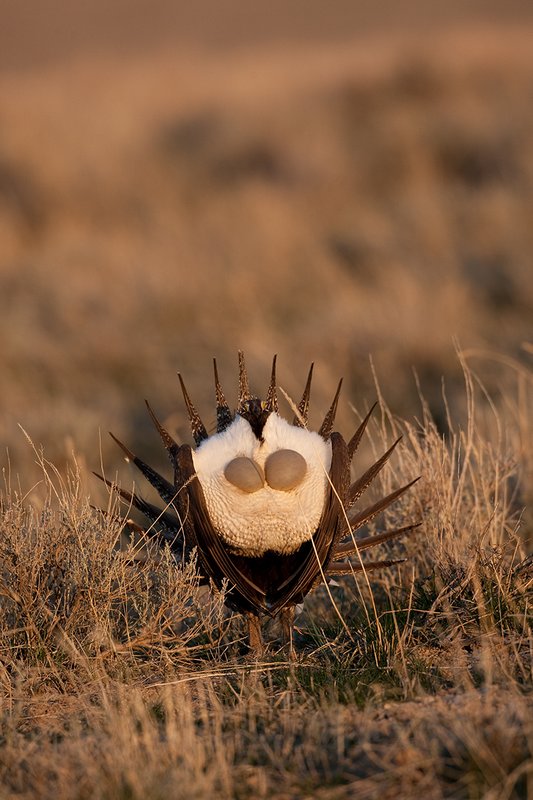 ©TC-Sage Grouse-D00432-00126.jpg :: Sage Grouse male displaying in spring mating season on lek.