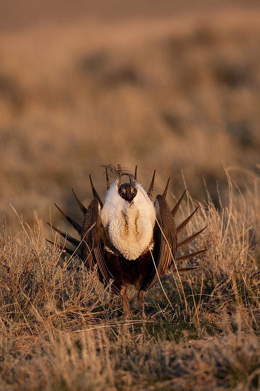 ©TC-Sage Grouse-D00432-00127.jpg :: Sage Grouse male displaying in spring mating season on lek.