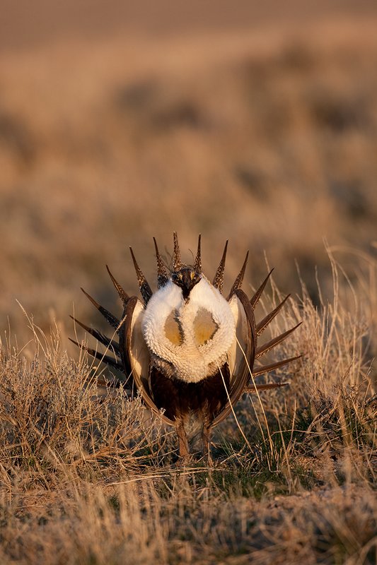©TC-Sage Grouse-D00432-00128.jpg :: Sage Grouse male displaying in spring mating season on lek.