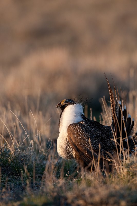 ©TC-Sage Grouse-D00432-00130.jpg :: Sage Grouse male displaying in spring mating season on lek.