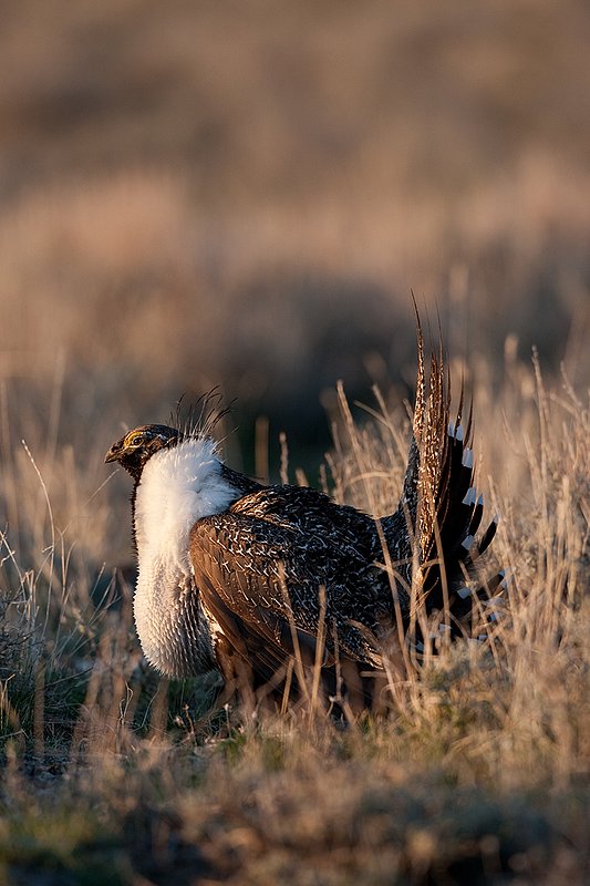 ©TC-Sage Grouse-D00432-00135.jpg :: Sage Grouse male displaying in spring mating season on lek.