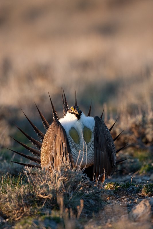 ©TC-Sage Grouse-D00432-00138.jpg :: Sage Grouse male displaying in spring mating season on lek.