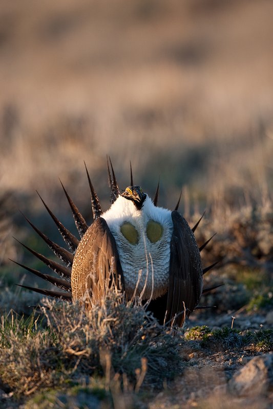 ©TC-Sage Grouse-D00432-00139.jpg :: Sage Grouse male displaying in spring mating season on lek.