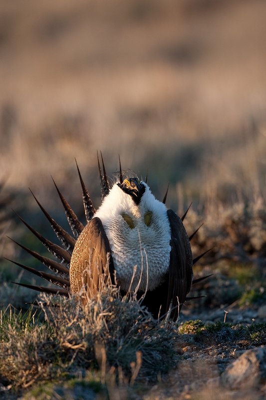 ©TC-Sage Grouse-D00432-00140.jpg :: Sage Grouse male displaying in spring mating season on lek.