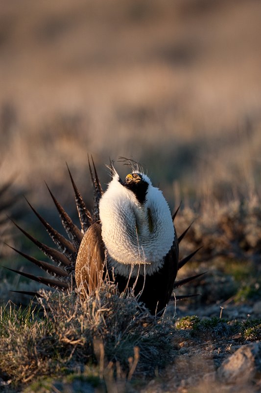 ©TC-Sage Grouse-D00432-00141.jpg :: Sage Grouse male displaying in spring mating season on lek.