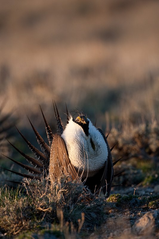 ©TC-Sage Grouse-D00432-00142.jpg :: Sage Grouse male displaying in spring mating season on lek.