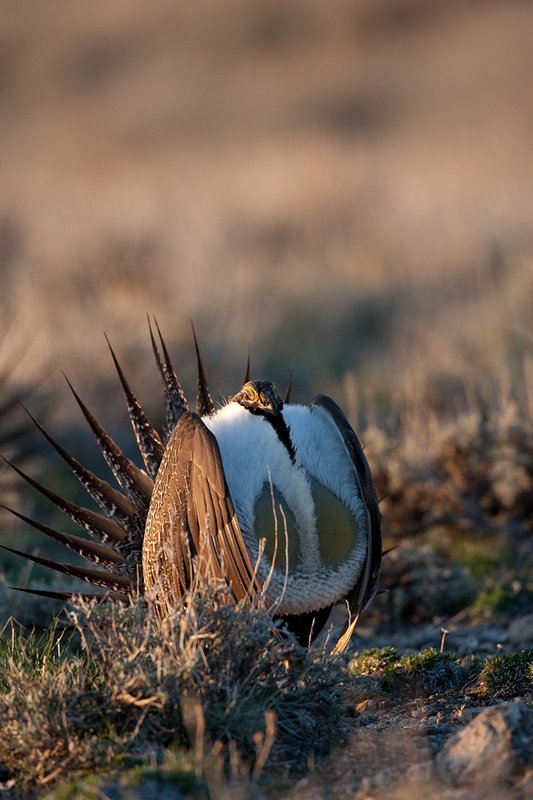 ©TC-Sage Grouse-D00432-00144.jpg :: Sage Grouse male displaying in spring mating season on lek.