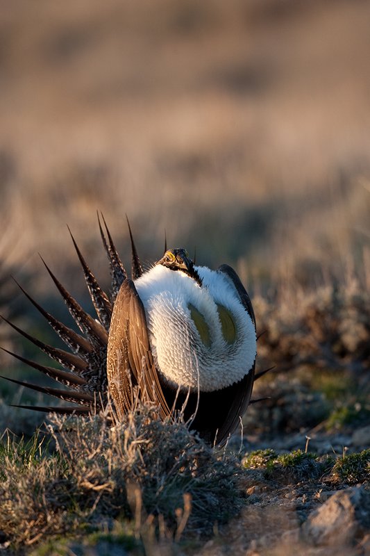 ©TC-Sage Grouse-D00432-00145.jpg :: Sage Grouse male displaying in spring mating season on lek.