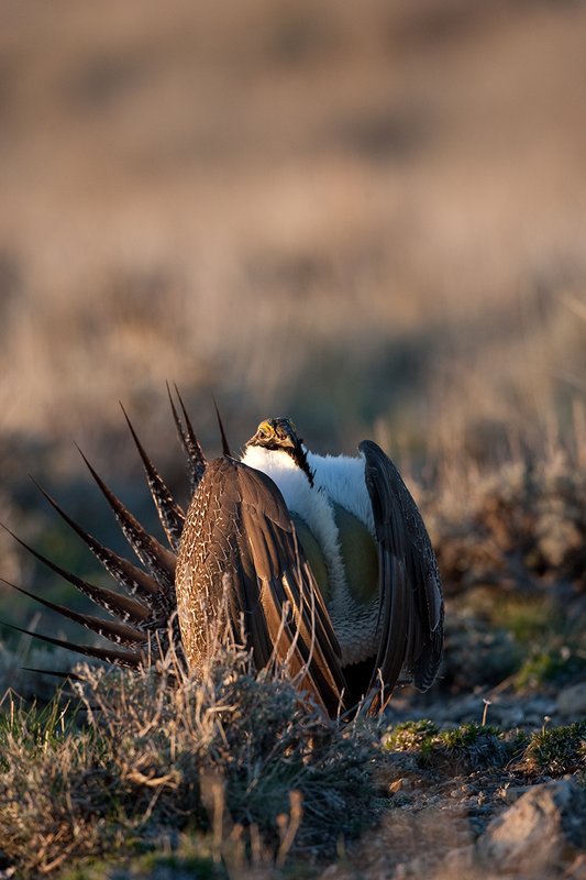 ©TC-Sage Grouse-D00432-00148.jpg :: Sage Grouse male displaying in spring mating season on lek.