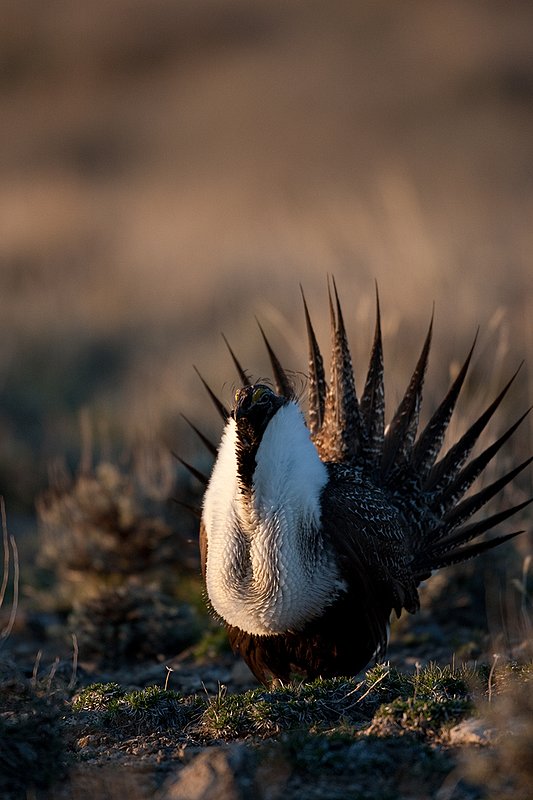 ©TC-Sage Grouse-D00432-00150.jpg :: Sage Grouse male displaying in spring mating season on lek.