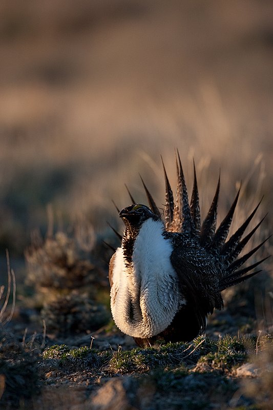 ©TC-Sage Grouse-D00432-00152.jpg :: Sage Grouse male displaying in spring mating season on lek.