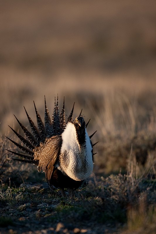 ©TC-Sage Grouse-D00432-00155.jpg :: Sage Grouse male displaying in spring mating season on lek.
