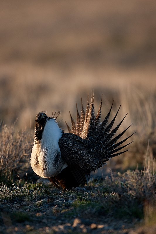 ©TC-Sage Grouse-D00432-00158.jpg :: Sage Grouse male displaying in spring mating season on lek.
