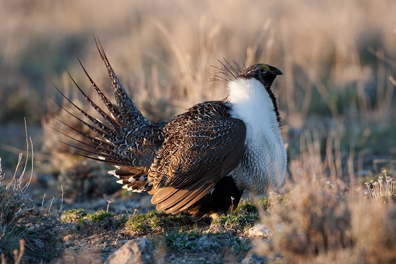 ©TC-Sage Grouse-D00432-00159.jpg :: Sage Grouse male displaying in spring mating season on lek.