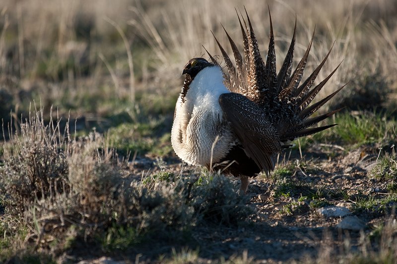 ©TC-Sage Grouse-D00432-00374.jpg :: Sage Grouse male displaying in spring mating season on lek.