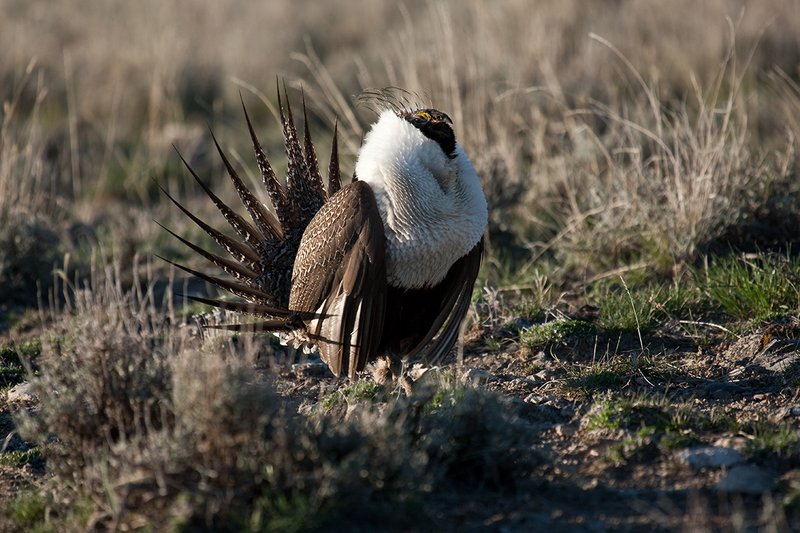 ©TC-Sage Grouse-D00432-00380.jpg :: Sage Grouse male displaying in spring mating season on lek.