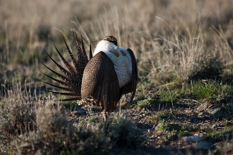 ©TC-Sage Grouse-D00432-00386.jpg :: Sage Grouse male displaying in spring mating season on lek.