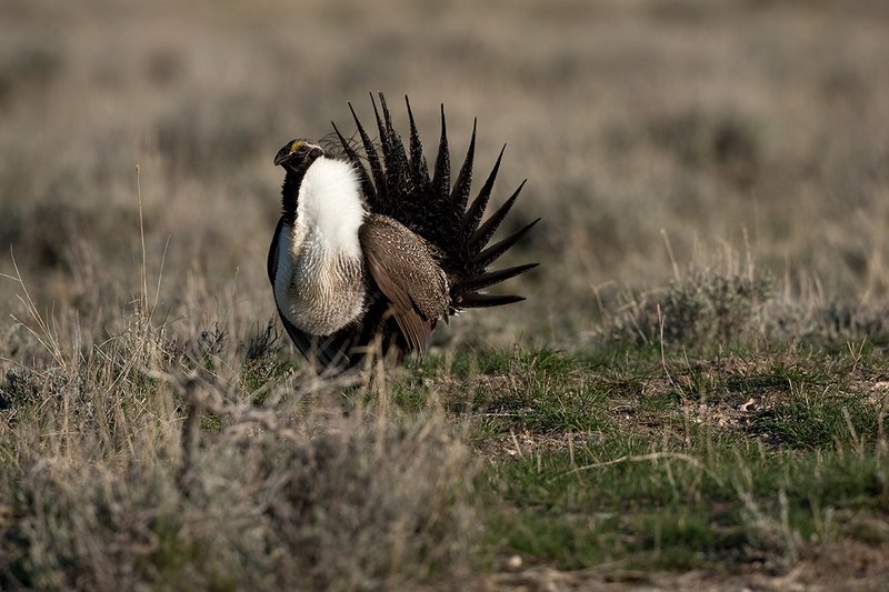 ©TC-Sage Grouse-D00432-00387.jpg :: Sage Grouse male displaying in spring mating season on lek.