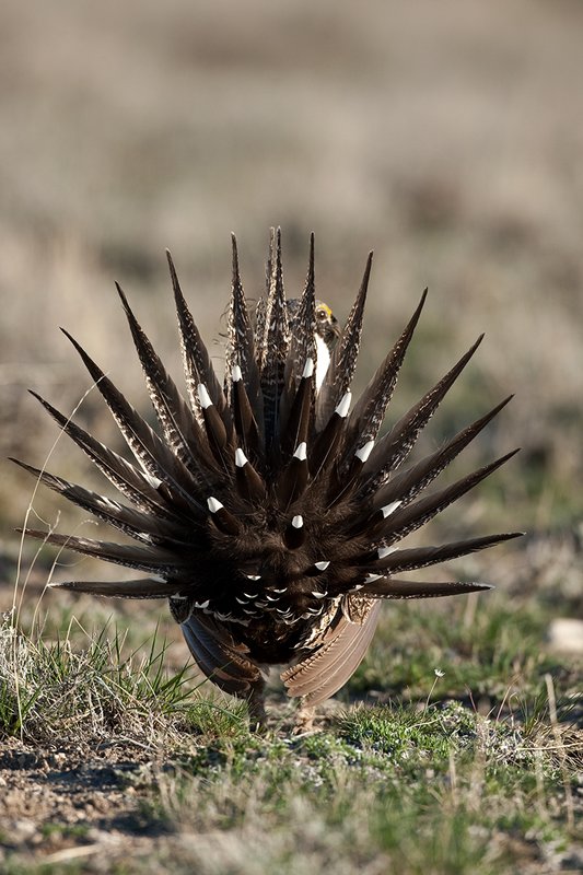 ©TC-Sage Grouse-D00432-00480.jpg :: Sage Grouse male displaying in spring mating season on lek.