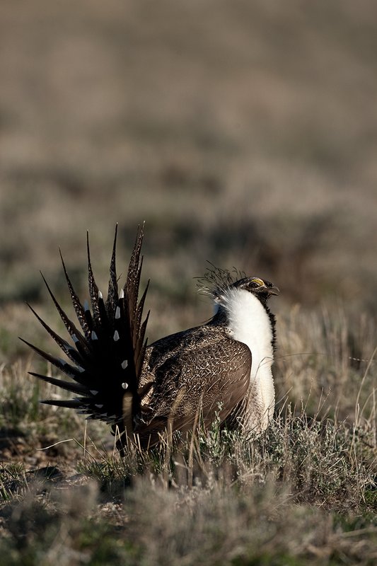 ©TC-Sage Grouse-D00432-00488.jpg :: Sage Grouse male displaying in spring mating season on lek.