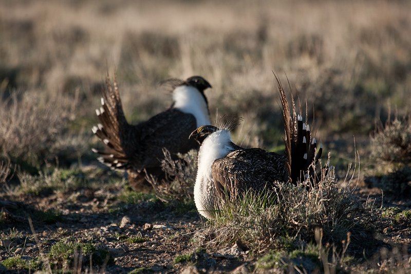 ©TC-Sage Grouse-D00432-00492.jpg :: Pair of male Sage Grouse Posturing with one another while displaying during spring mating season on lek